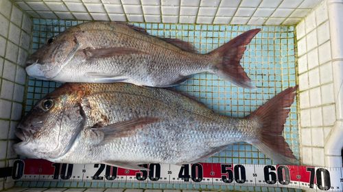 マダイの釣果