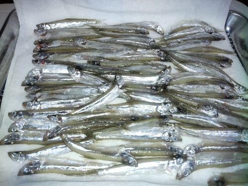チカの釣果