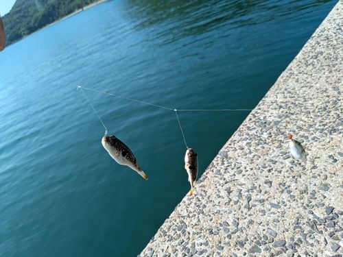クサフグの釣果