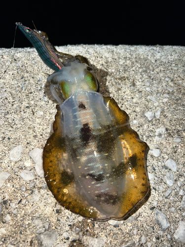 アオリイカの釣果