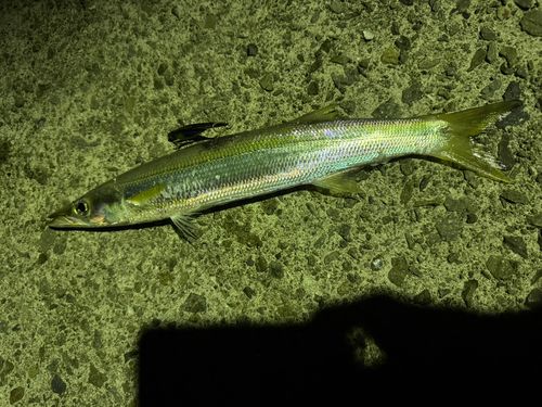 カマスの釣果