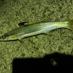 カマス