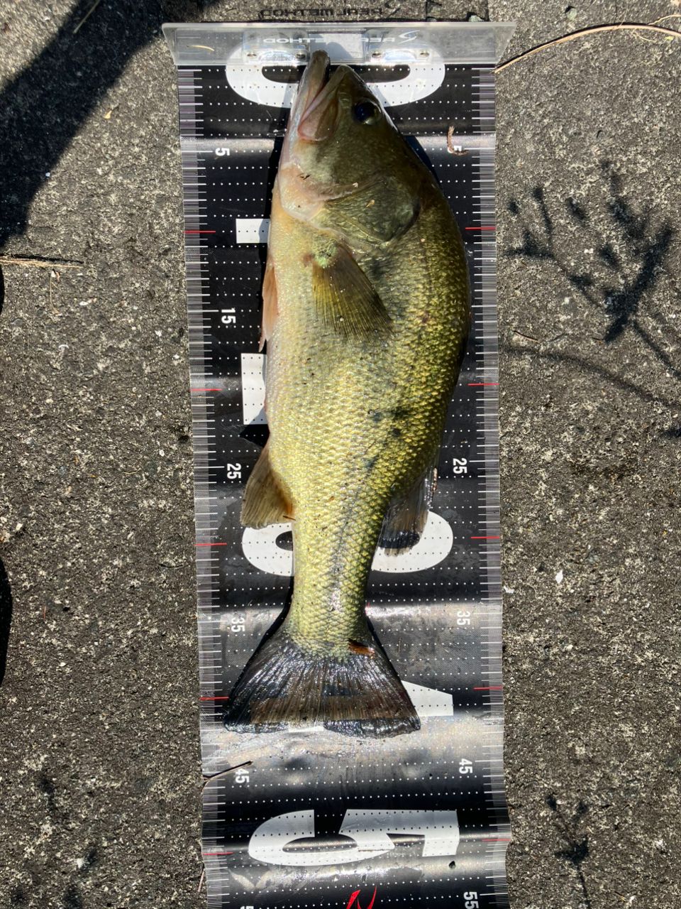 【のちん】美品⭐︎アブガルシア　ロキサーニ8 アブガルシア(Abu Garcia) ロキサーニ8-L(左ハンドル) ABUリール激安