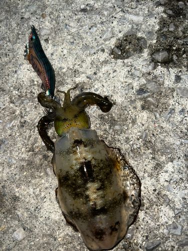 アオリイカの釣果