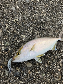 カンパチの釣果