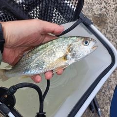 イシモチの釣果