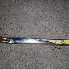 タチウオの釣果