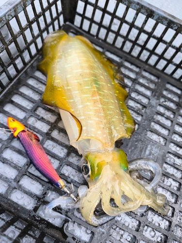 アオリイカの釣果