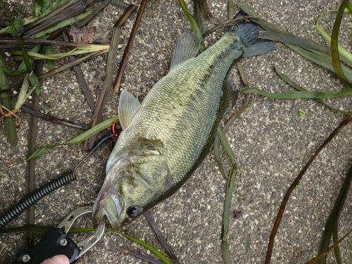 ブラックバスの釣果