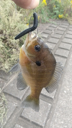 ブルーギルの釣果