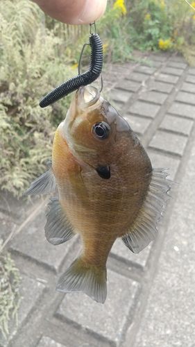 ブルーギルの釣果