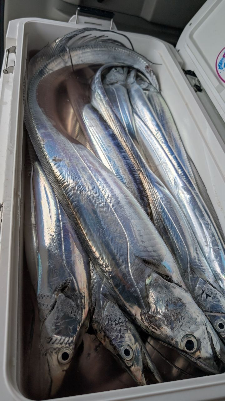 おざくんさんの釣果 2枚目の画像