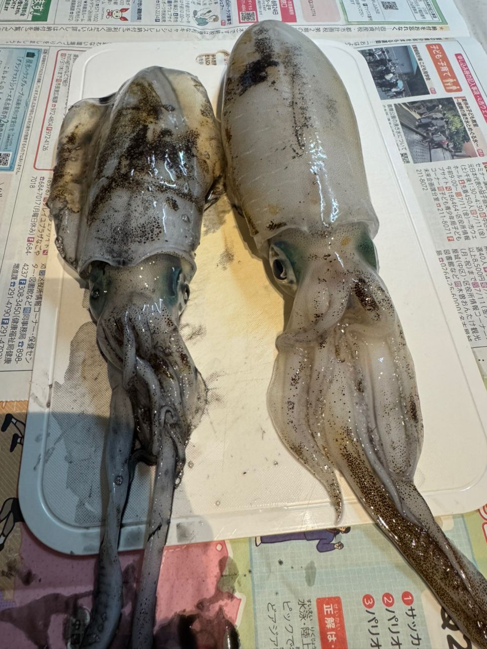 アオリイカ