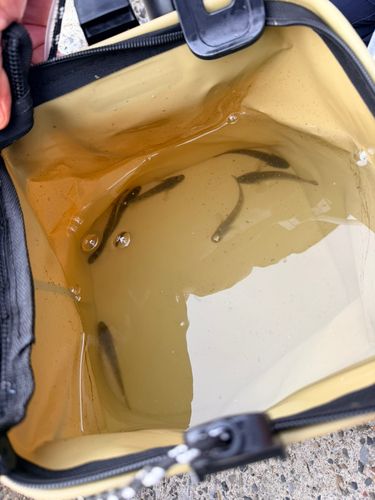 マハゼの釣果