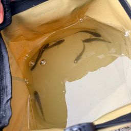 マハゼ