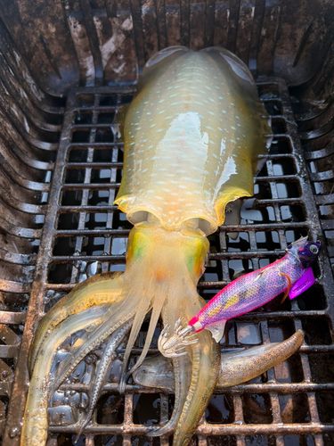 アオリイカの釣果