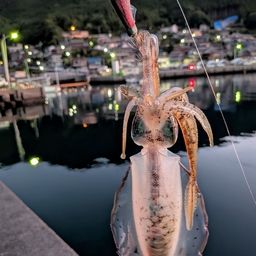 アオリイカ