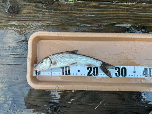 ニゴイの釣果