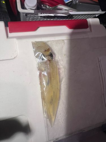 ヤリイカの釣果