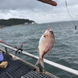 チャリコ