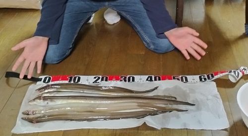 アナゴの釣果