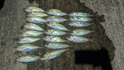 アジの釣果