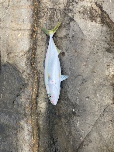 イナダの釣果