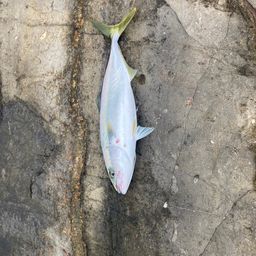 イナダ