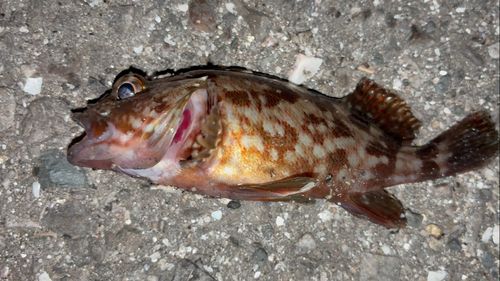カサゴの釣果