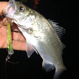 セイゴ（ヒラスズキ）