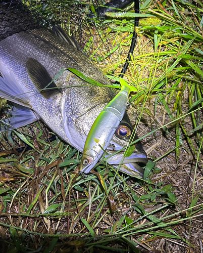 スズキの釣果