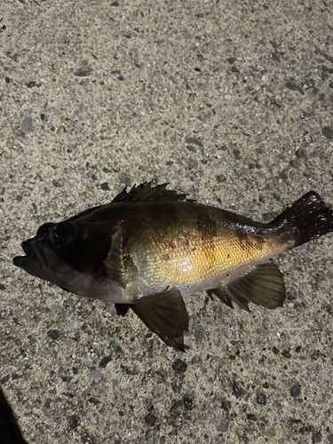 シロメバルの釣果