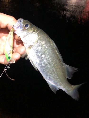 セイゴ（ヒラスズキ）の釣果