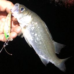 セイゴ（ヒラスズキ）