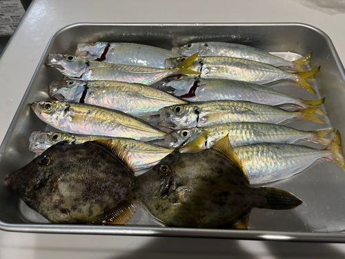 舞鶴湾