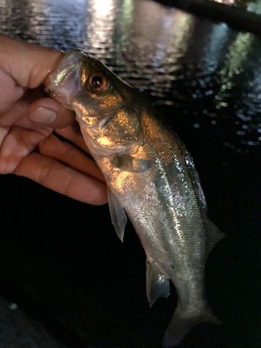 セイゴ（マルスズキ）の釣果