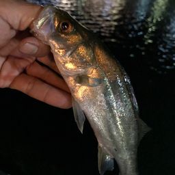 セイゴ（マルスズキ）