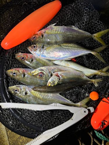 アジの釣果