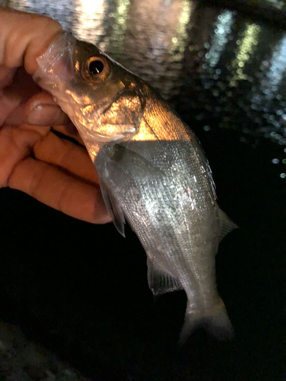 セイゴ（ヒラスズキ）