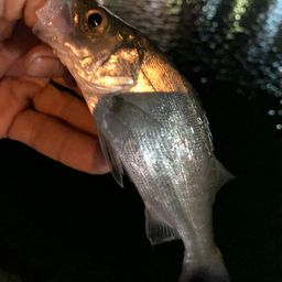 セイゴ（ヒラスズキ）