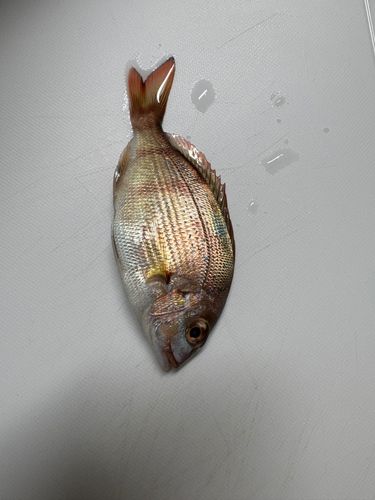 チャリコの釣果
