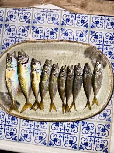 アジの釣果