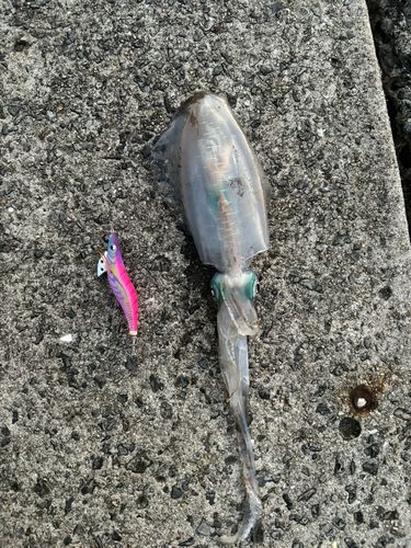 新長崎漁港