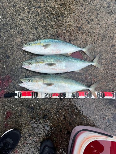 フクラギの釣果