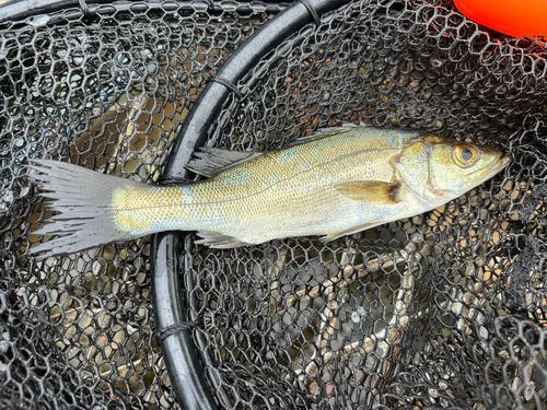 セイゴ（ヒラスズキ）の釣果