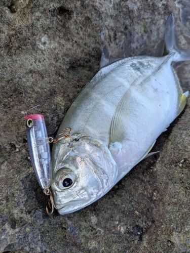 メッキの釣果