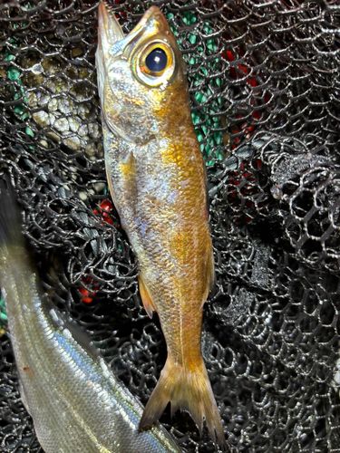 ムツの釣果
