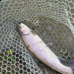 ロックトラウト