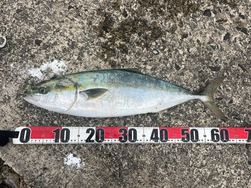 フクラギの釣果