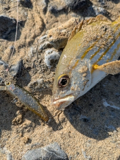 ヤマトビーの釣果